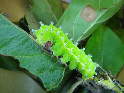 Saturnia pyri